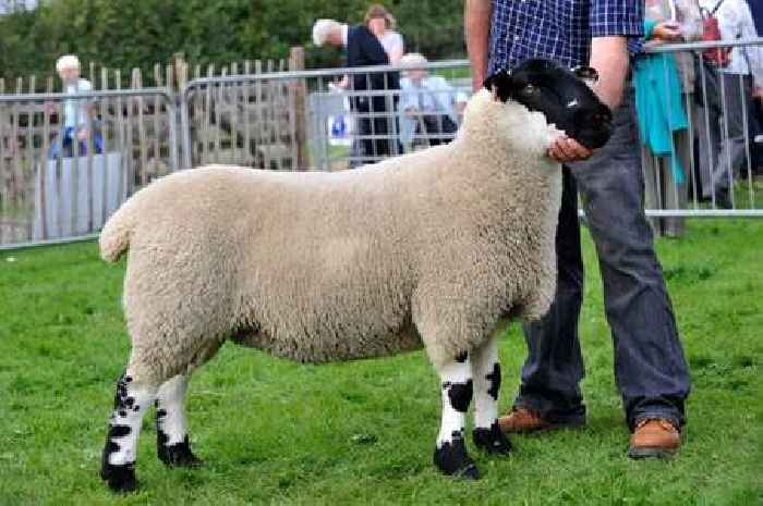 Leicestershire County Show to feature vintage cars, dog show and stalls