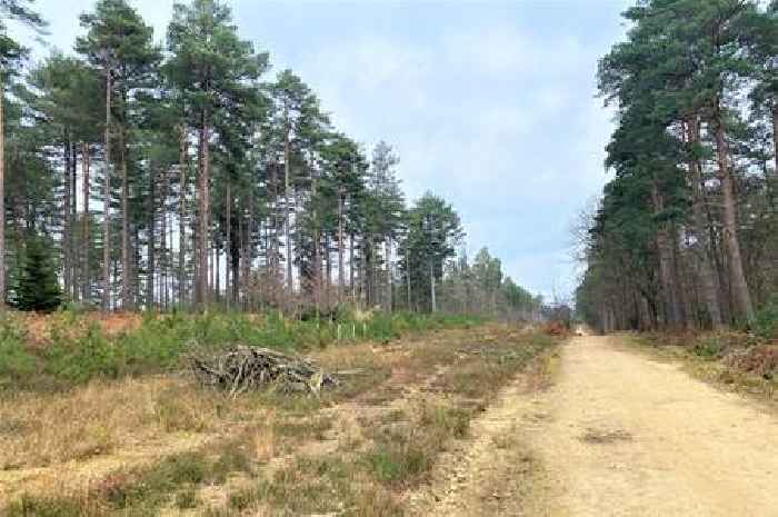 Forest on cusp of Surrey where Harry Potter was filmed named in UK's top movie locations