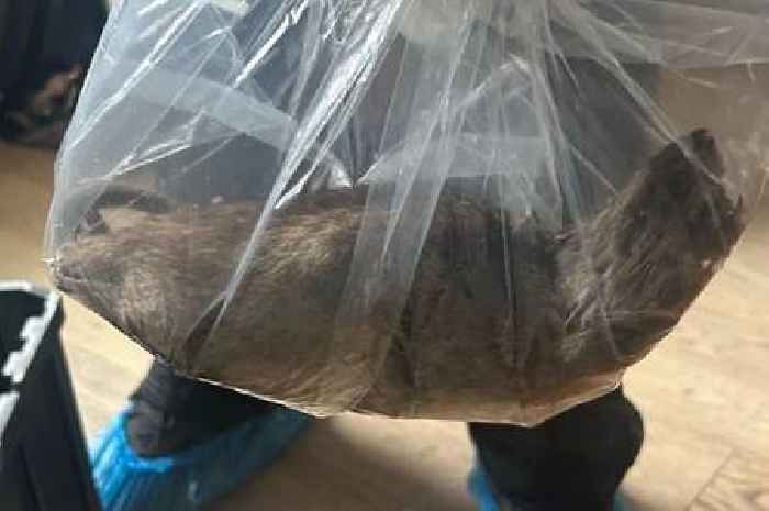 Giant rat warning after colossal rodent as big as a dog found in UK home