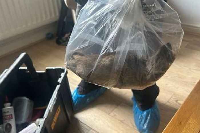 Huge 22-inch rat found in house as warning issued