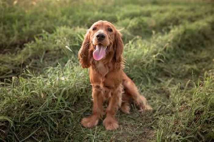 Pet owners are left surprised after learning adorable way dogs remember a memory