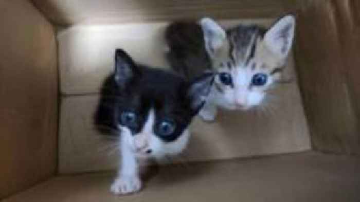 BBC finds electrocuted, drowned and starved cats in online torture groups