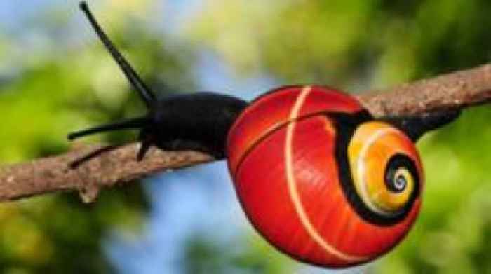 Mission begins to save snails threatened by own beauty