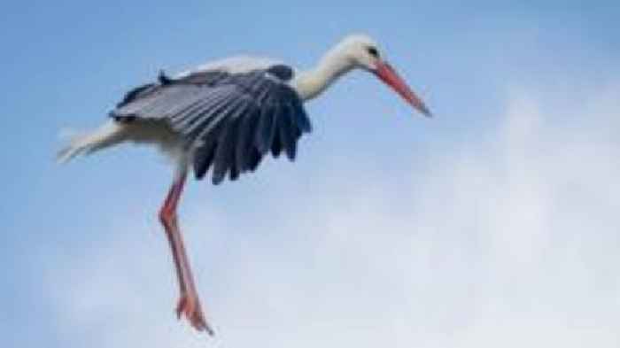 Does London need a delivery of white storks?