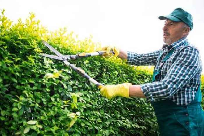 Gardeners cutting hedges in August may face fine and jail time warning