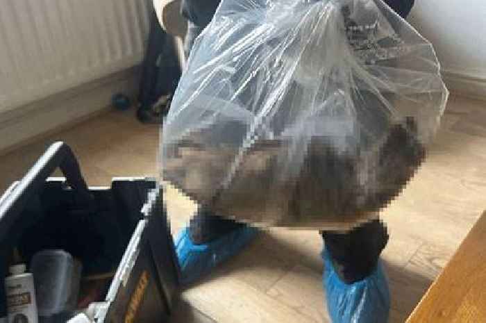 Giant rat 'size of small cat' leaves locals horrified as council issue warning