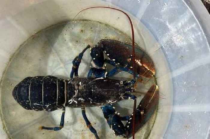 Rare 'one-in-two-million' blue lobster caught by dad and daughter in Devon