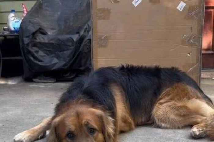 Adorable Golden Shepherds 'look like they've been created in a lab' say dog fans