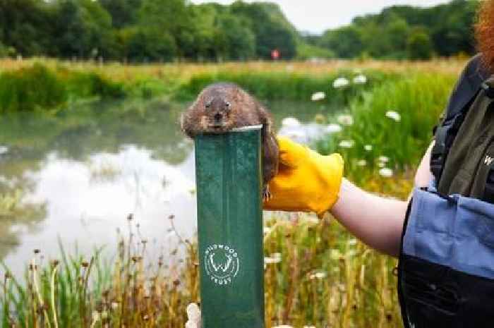 The animal once extinct in England making a return to a Surrey river