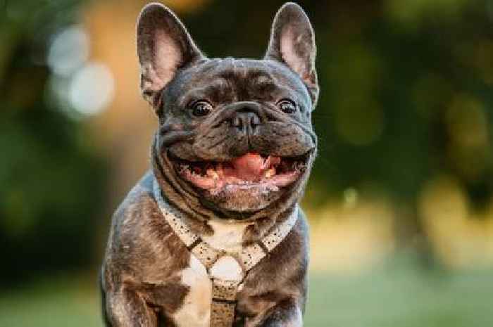 The 9 quietest dog breeds for owners who want a peaceful pet