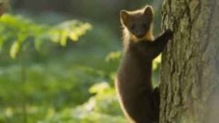 Tracked pine martens disappearance 'suspicious'