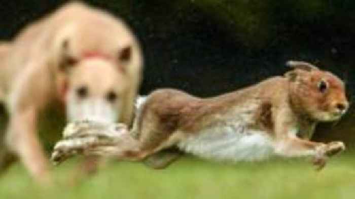 Police warn of 'significant' rise in hare coursing