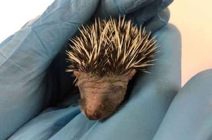 Public response to 120 hungry hedgehogs thrills 'desperate' wildlife hospital - 'you're amazing'
