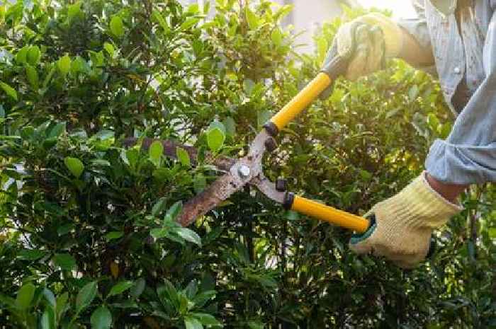 Professional gardener shares which 7 plants must be pruned in August