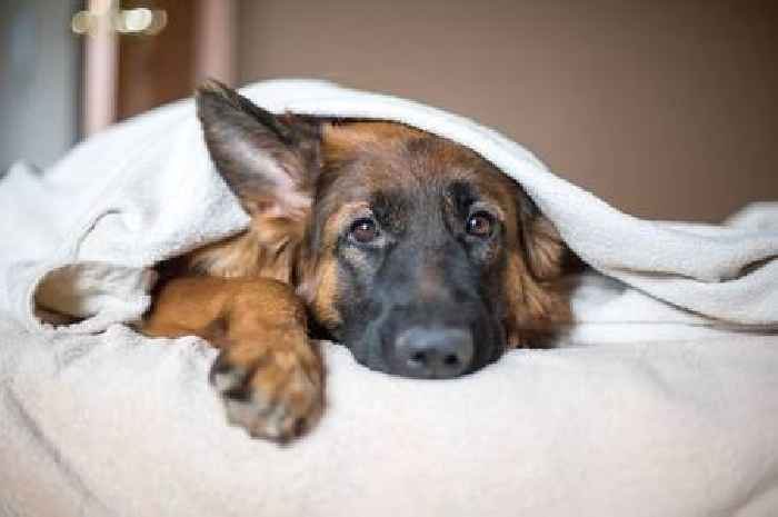 Dog trainer shares common mistakes owners make that could leave them frustrated