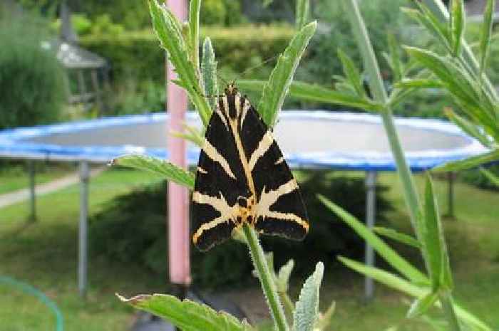 Public urged to join 'rescue mission' for ailing moth species spotted in Cambridgeshire