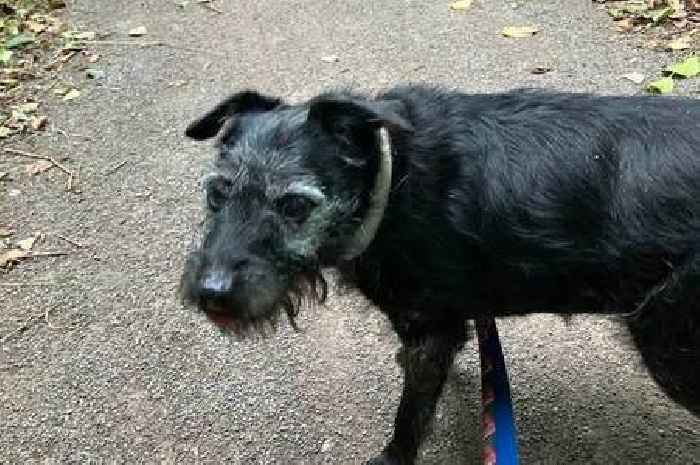 23 homeless dogs looking to be adopted in Cardiff this summer