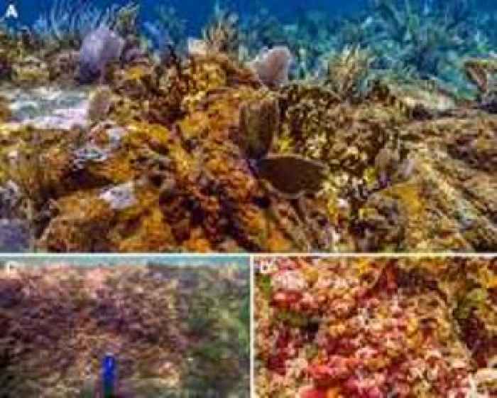 Pacific algae invade Algeria beaches, pushing humans and fish away