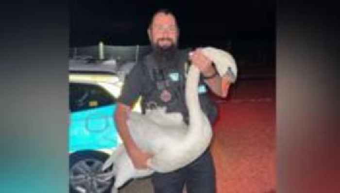 Officer has 'Hot Fuzz' moment with swan road rescue