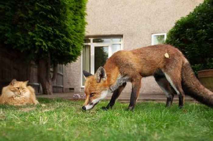 Three ways gardeners can stop foxes and cats pooing in their outdoor space