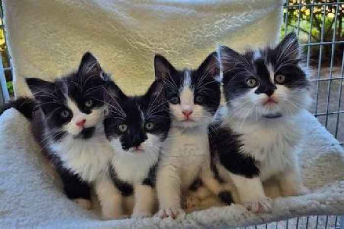 Birmingham facing 'cat crisis' as RSPCA issues urgent plea