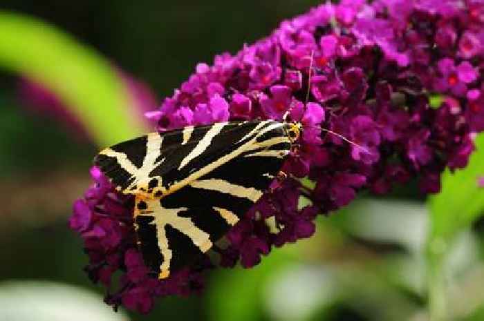 Brits have until August 10 to spot rare species in their own garden
