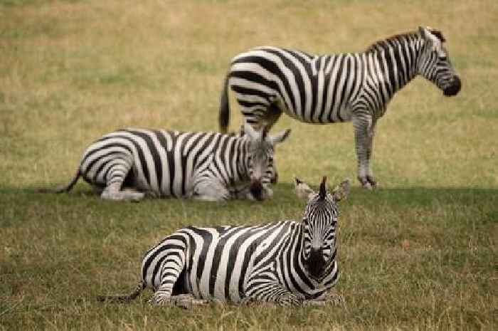 Longleat hoping for summer romance as new zebra arrives to set hearts aflutter