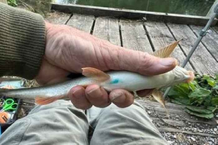 Brits urged to keep an eye out for ‘tattooed fish’ in River Lea