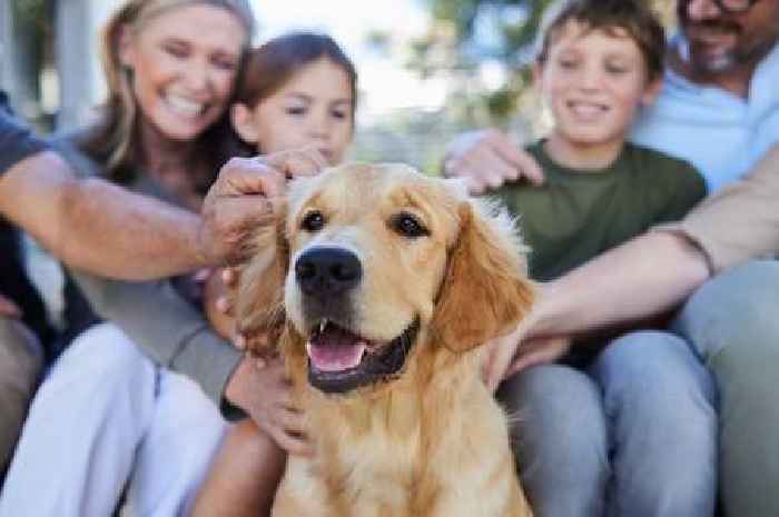 The 7 best kid-friendly dog breeds for families looking for a furry friend
