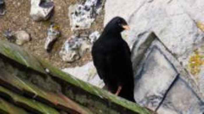 Wild-born chough fledges for first time in 200 years