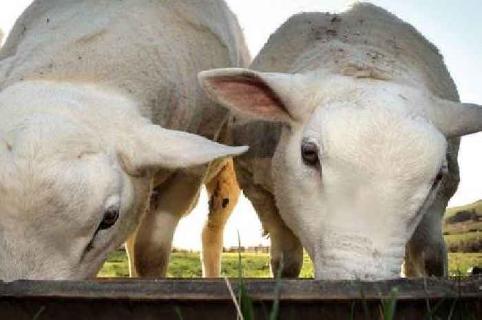 Potential sell-off of Cornwall Council farms triggers widespread alarm