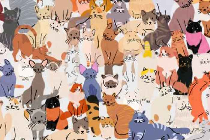 Only those with sharp vision can spot the 5 dogs hidden among the cats