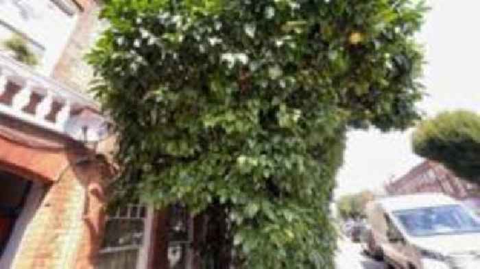 London grapefruit tree given protected status