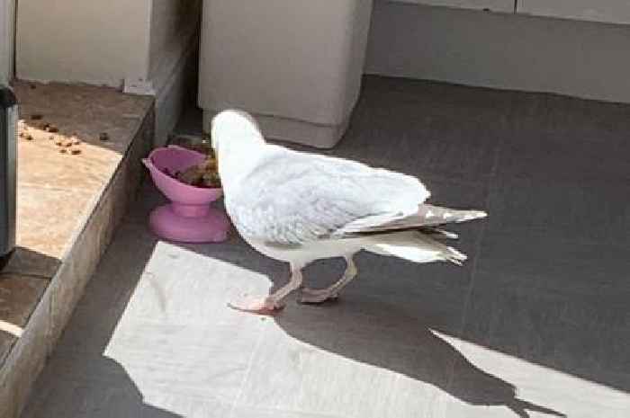 B&B owner leaves guests stunned with 'best friend' seagull who has been visiting her for 15 years