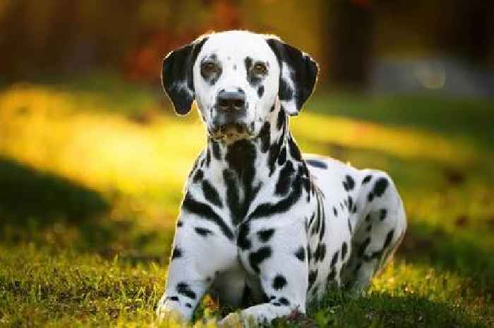 The dog breeds most at risk of sunburn in the summer sun