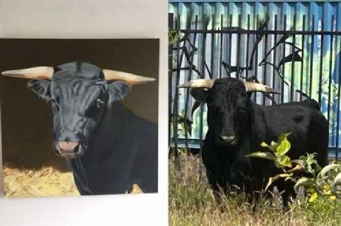 Update on rescued Birmingham bull that roamed city streets and the gesture to help secure his future