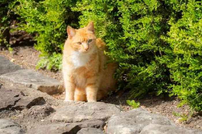 Expert shares cheap way to stop cats and foxes pooing in your garden