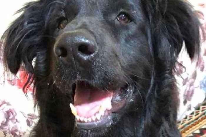Abandoned dog who was 'close to death' desperately looking for new UK owner