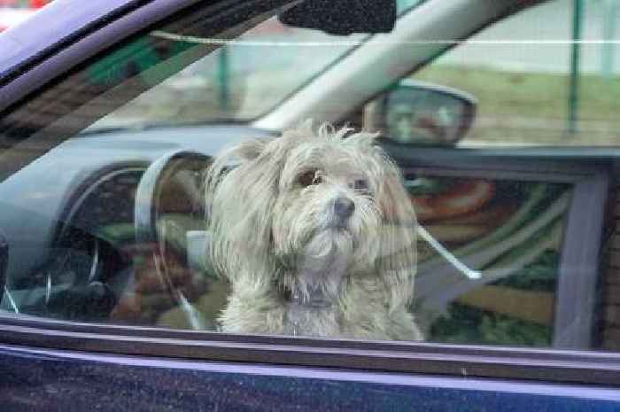 How to avoid legal trouble when saving a dog trapped in a hot car
