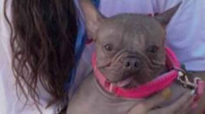 Watch: 'World's Ugliest Dog' crowned in California
