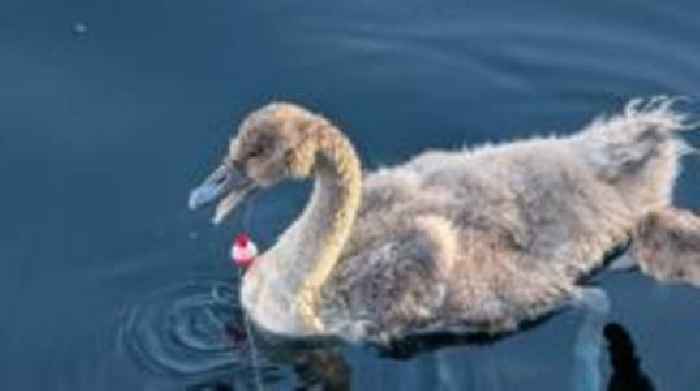 Discarded fishing hooks kill cygnet and injure dog