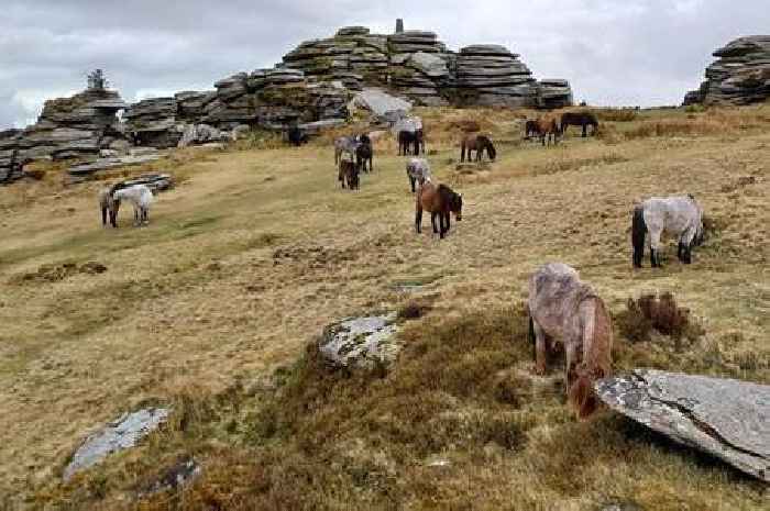 Dartmoor’s iconic ancient landscape is being reshaped