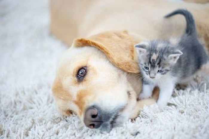 Nine dog breeds that get along with cats for families looking for a second pet