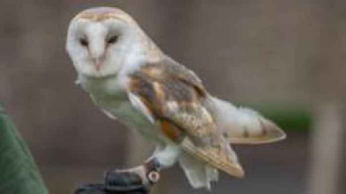 Zoo thanks public after escaped barn owl found