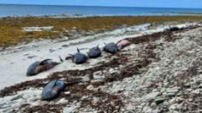 Pregnant female among pod of 23 dead whales