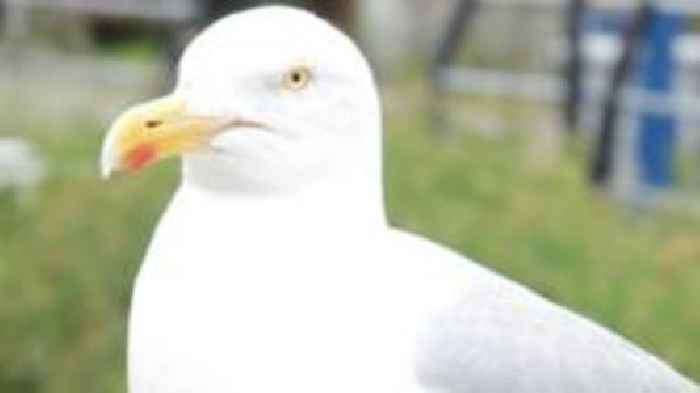 Young gull 'bashed against bin before body dumped'