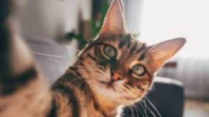 Cats develop dementia in a similar way to humans