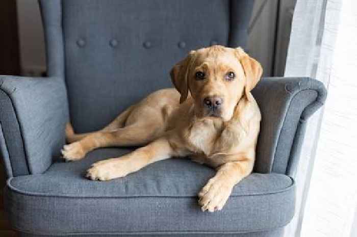 Vet says there are four things people should know before getting a Labrador