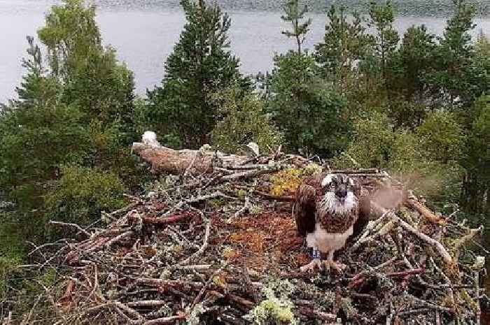New female osprey stakes her claim to nest at Perthshire reserve