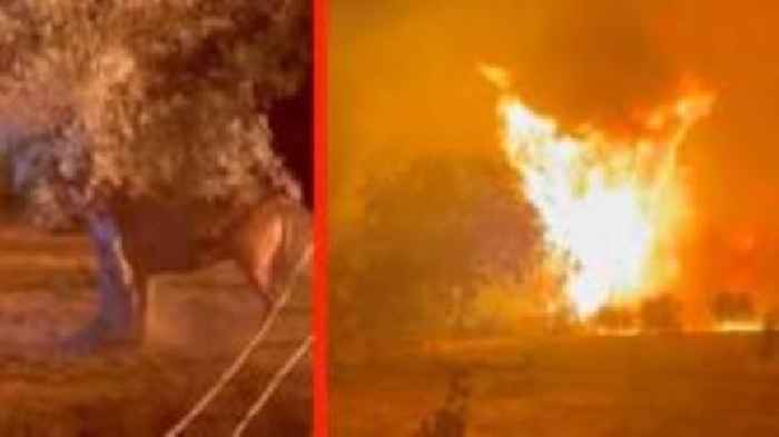 Watch: Wildfire approaches horse enclosure in Greece